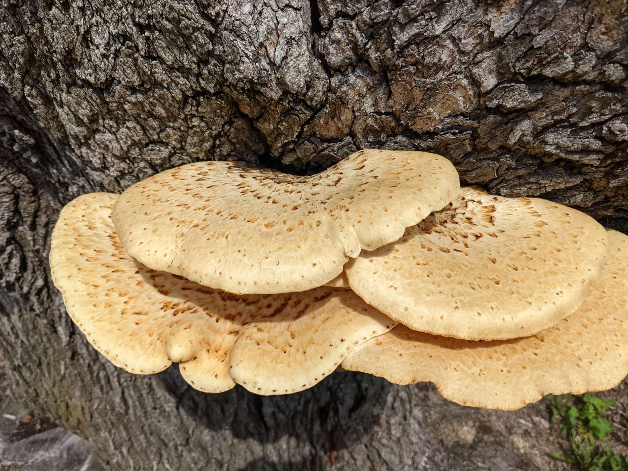 Image of dryad's saddle