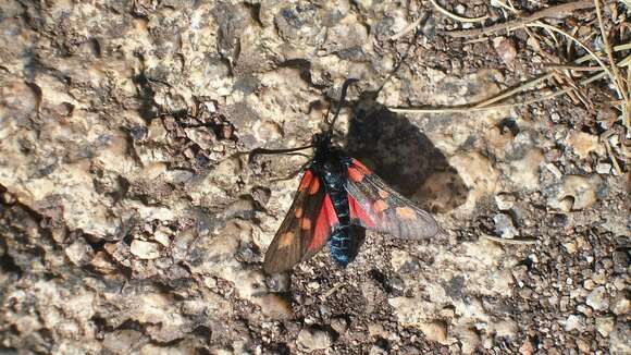 Image of Zygaena trifolii Esper 1783