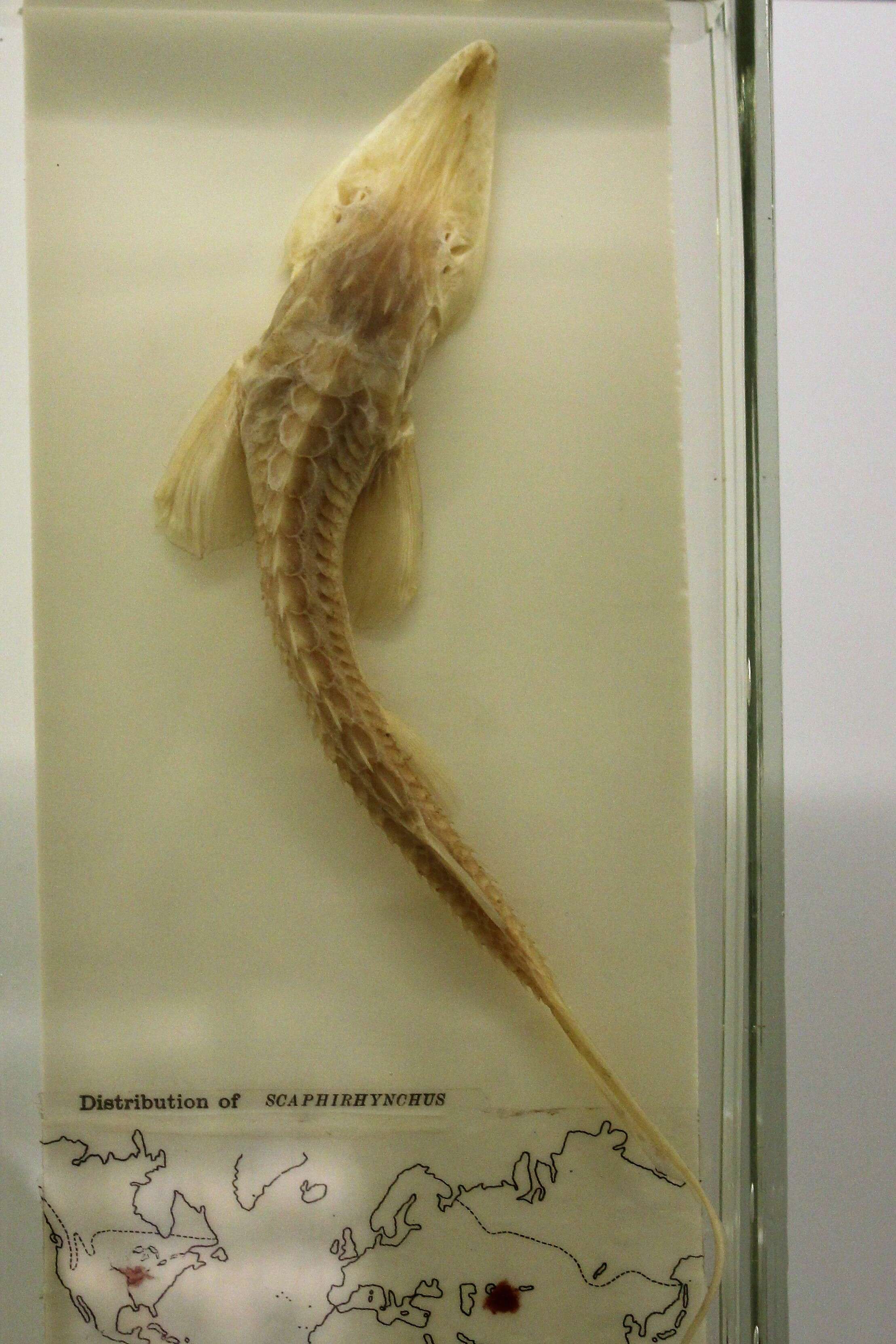 Слика од Pseudoscaphirhynchus kaufmanni (Kessler 1877)