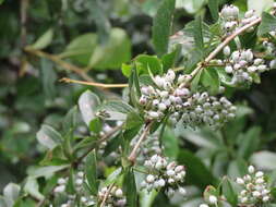 Image of Berberis aristata DC.