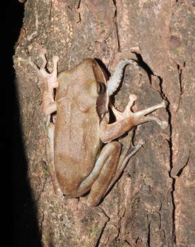 Image of Himalayan Tree Frog