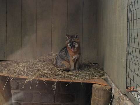 Image of Grey Foxes