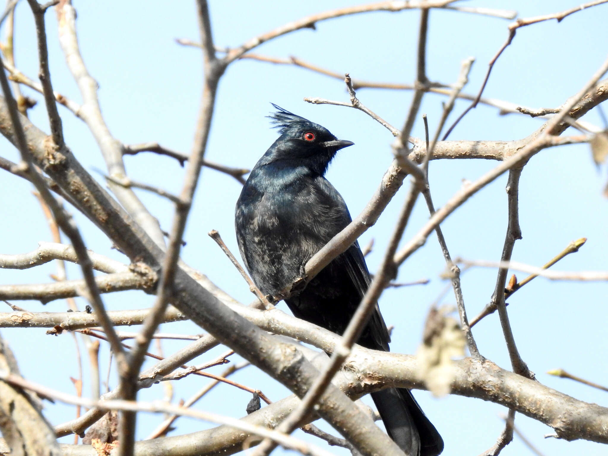 Phainopepla Baird & SF 1858的圖片