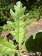 Image of Iberian white oak