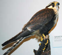 Falco femoralis Temminck 1822 resmi