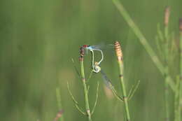 Image of red-eyed damselfly