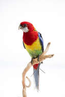 Image of Eastern Rosella