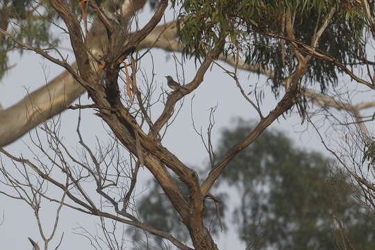 Image of Grey Shrike-thrush