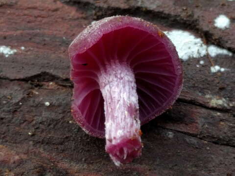 Image of Laccaria amethystina Cooke 1884