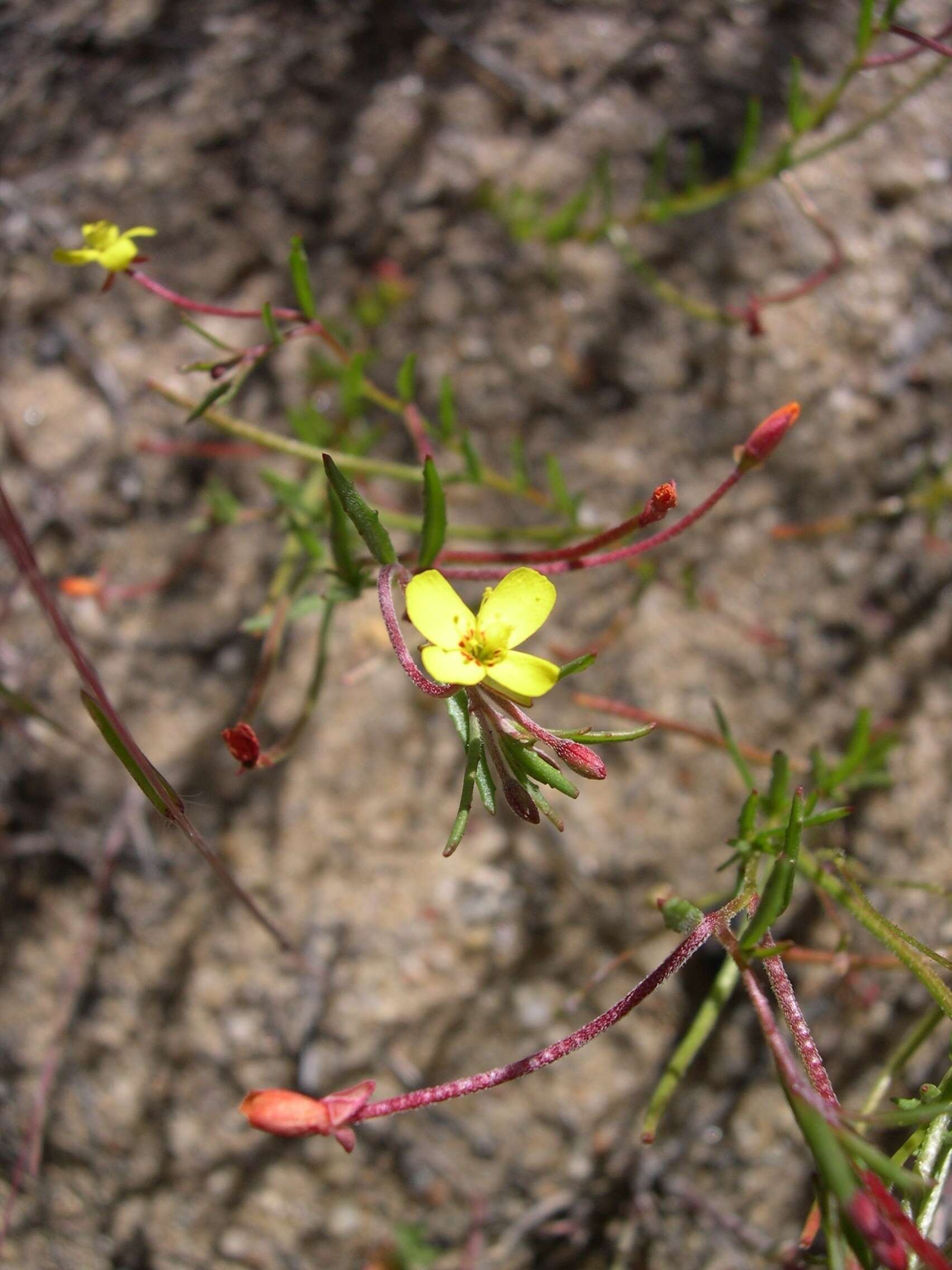 Camissonia contorta (Dougl.) Kearney的圖片