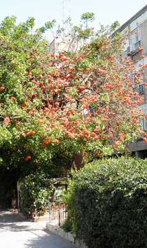 Image of coral erythrina