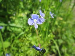 Image of bird's-eye speedwell