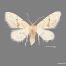 Image of Idaea microphysa Hulst 1896