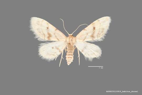 Image of Idaea microphysa Hulst 1896