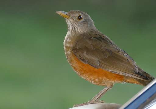 Image of Rufous-bellied Thrush