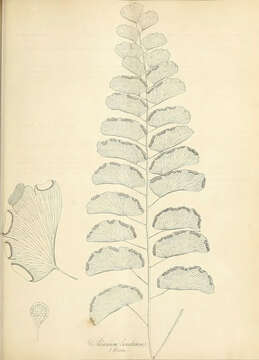 Image of Adiantum philippense L.