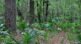 Image of dwarf palmetto