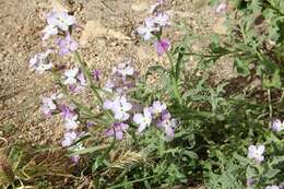 Image of Matthiola tricuspidata (L.) W. T. Aiton