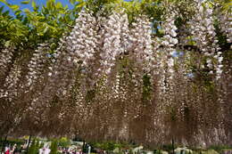 Plancia ëd Wisteria floribunda (Willd.) DC.