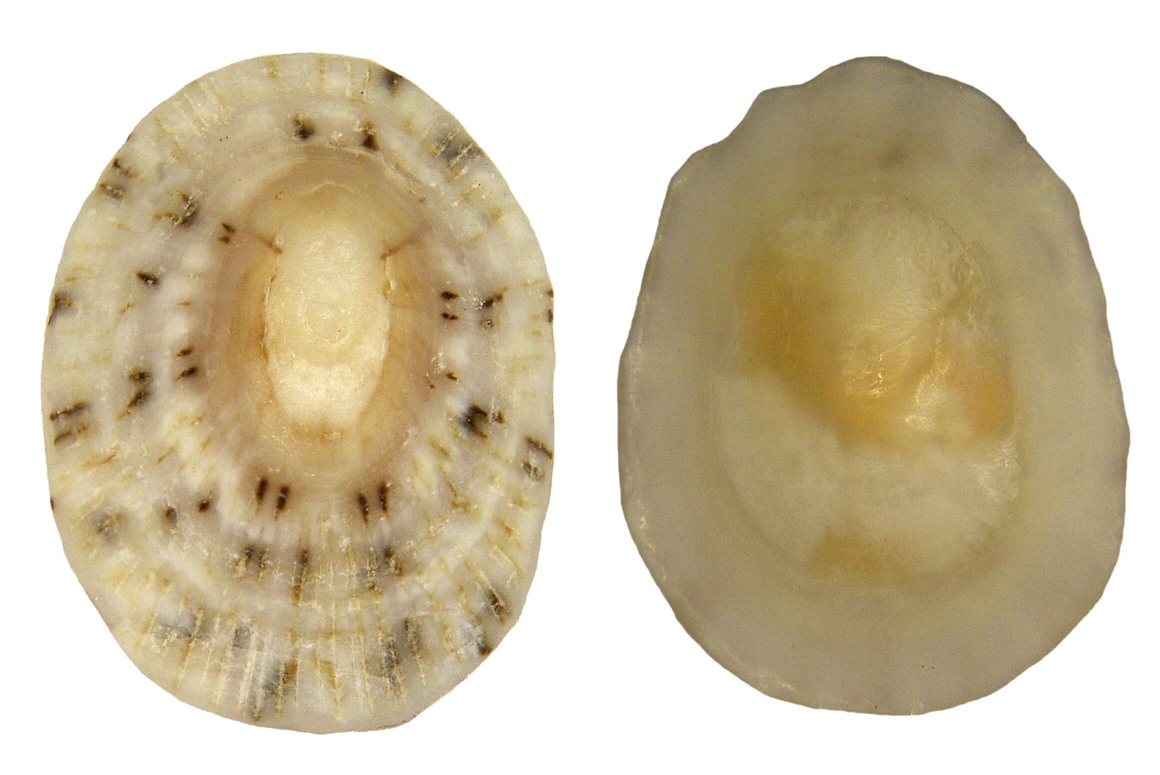 Sivun Eoacmaea T. Nakano & Ozawa 2007 kuva