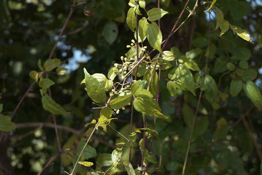 Image of Clematis javana DC.