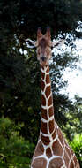 Image of reticulated giraffe