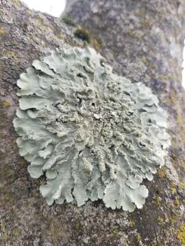 Image of Common greenshield lichen