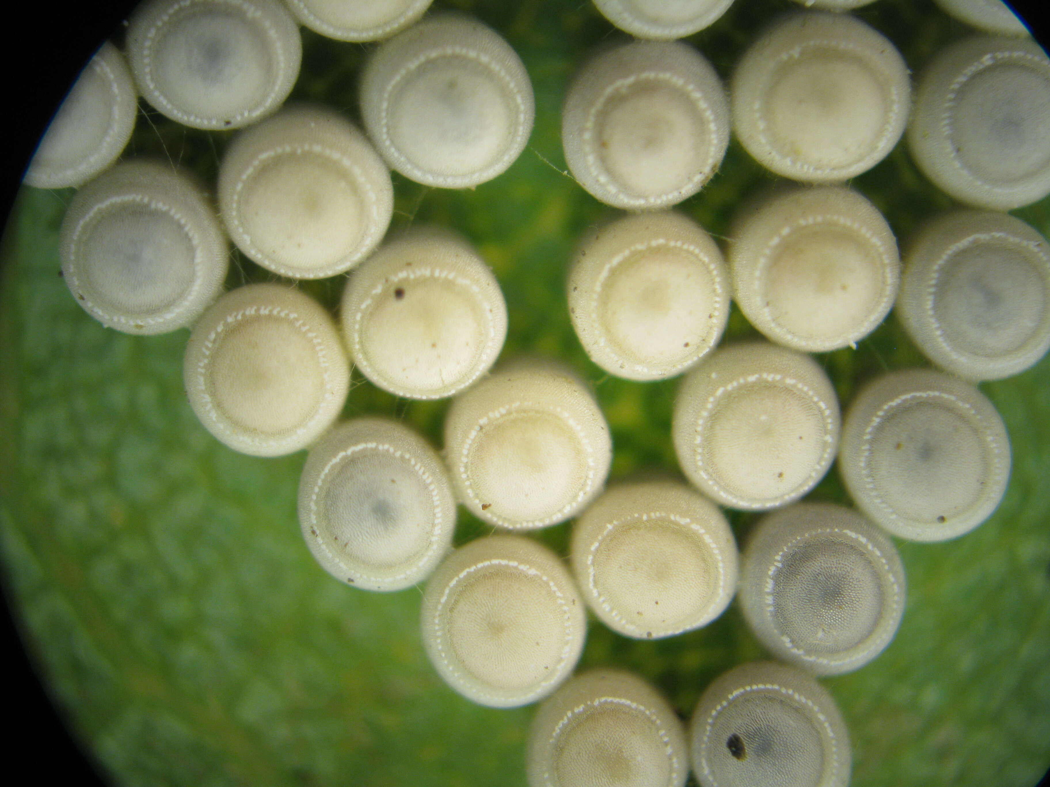 Image of Green stink bug