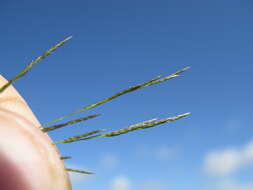 Image de Eragrostis parviflora (R. Br.) Trin.