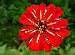 Image of ELEGANT ZINNIA