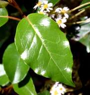 Image of Olearia avicenniifolia (Raoul) Hook. fil.