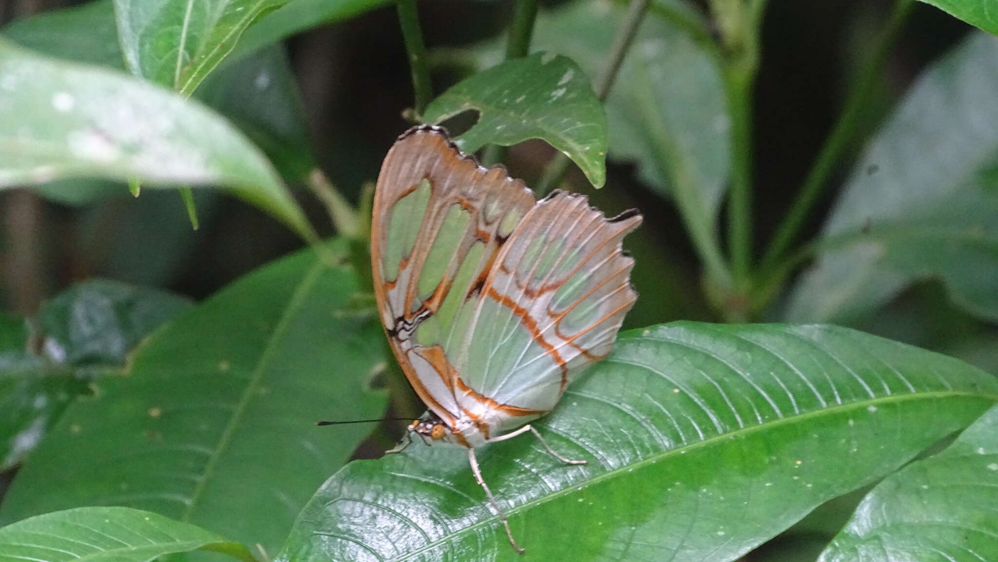 Image de Siproeta stelenes