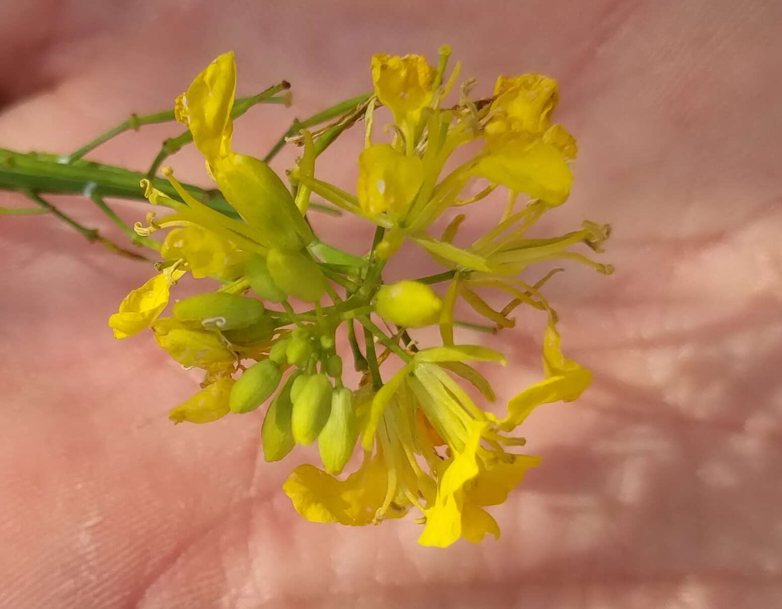 Image of black mustard