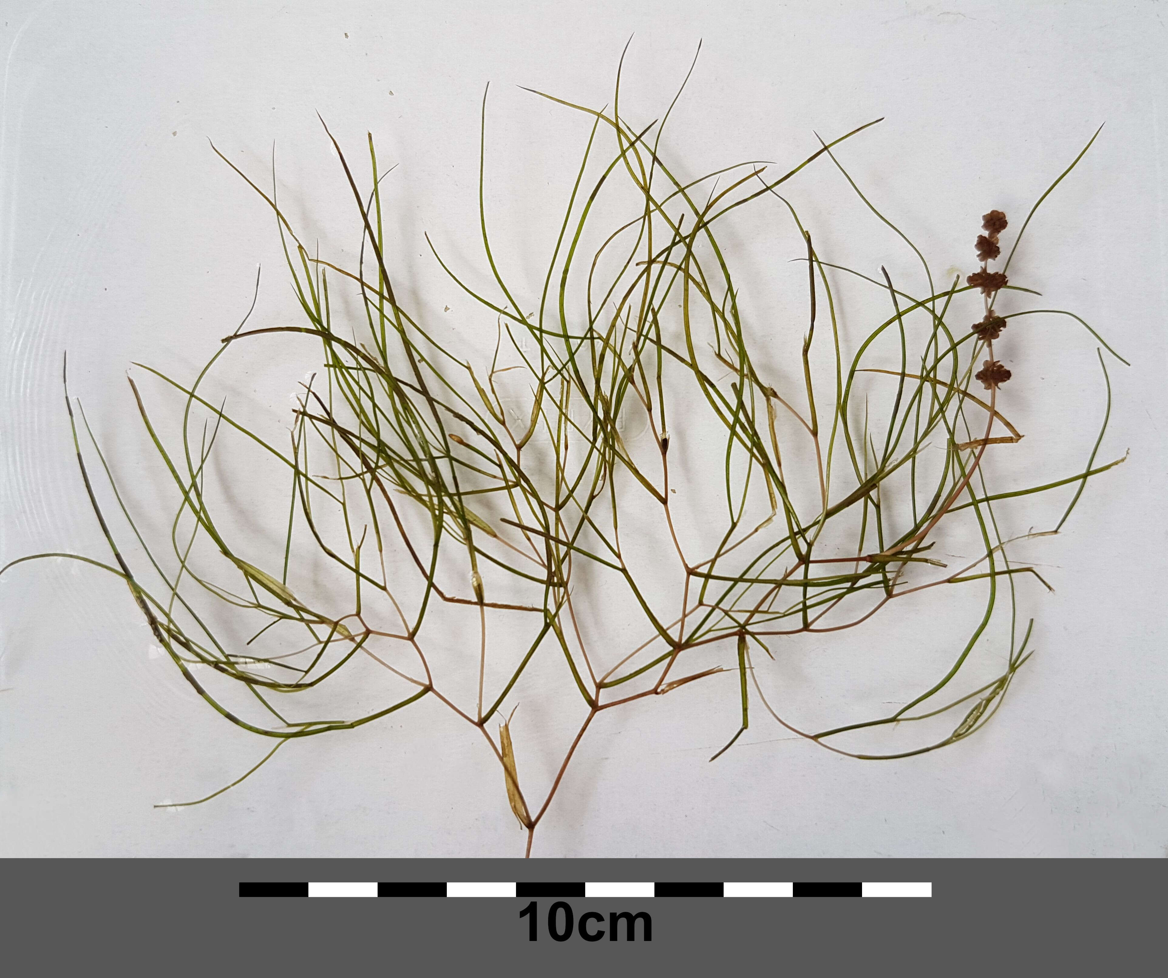 Image of pondweed