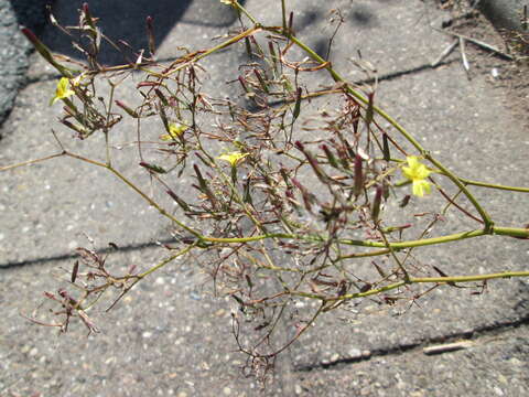 Image of Lactuca muralis