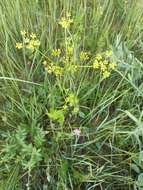 Image of wild parsnip