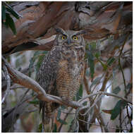 Image of Great Horned Owl