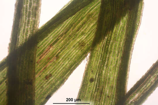 Слика од Paraleucobryum longifolium Loeske 1908