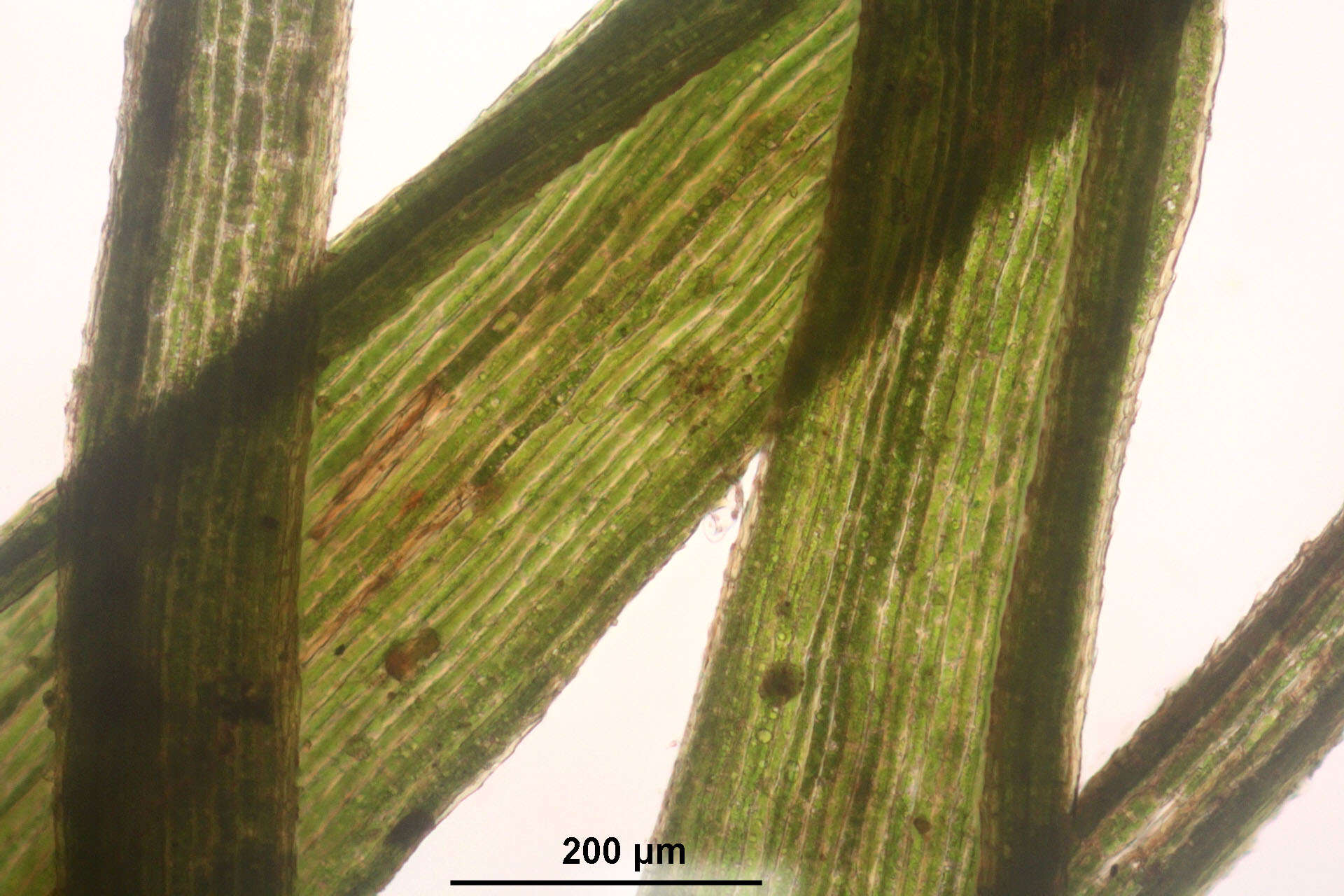 Image of longleaf paraleucobryum moss