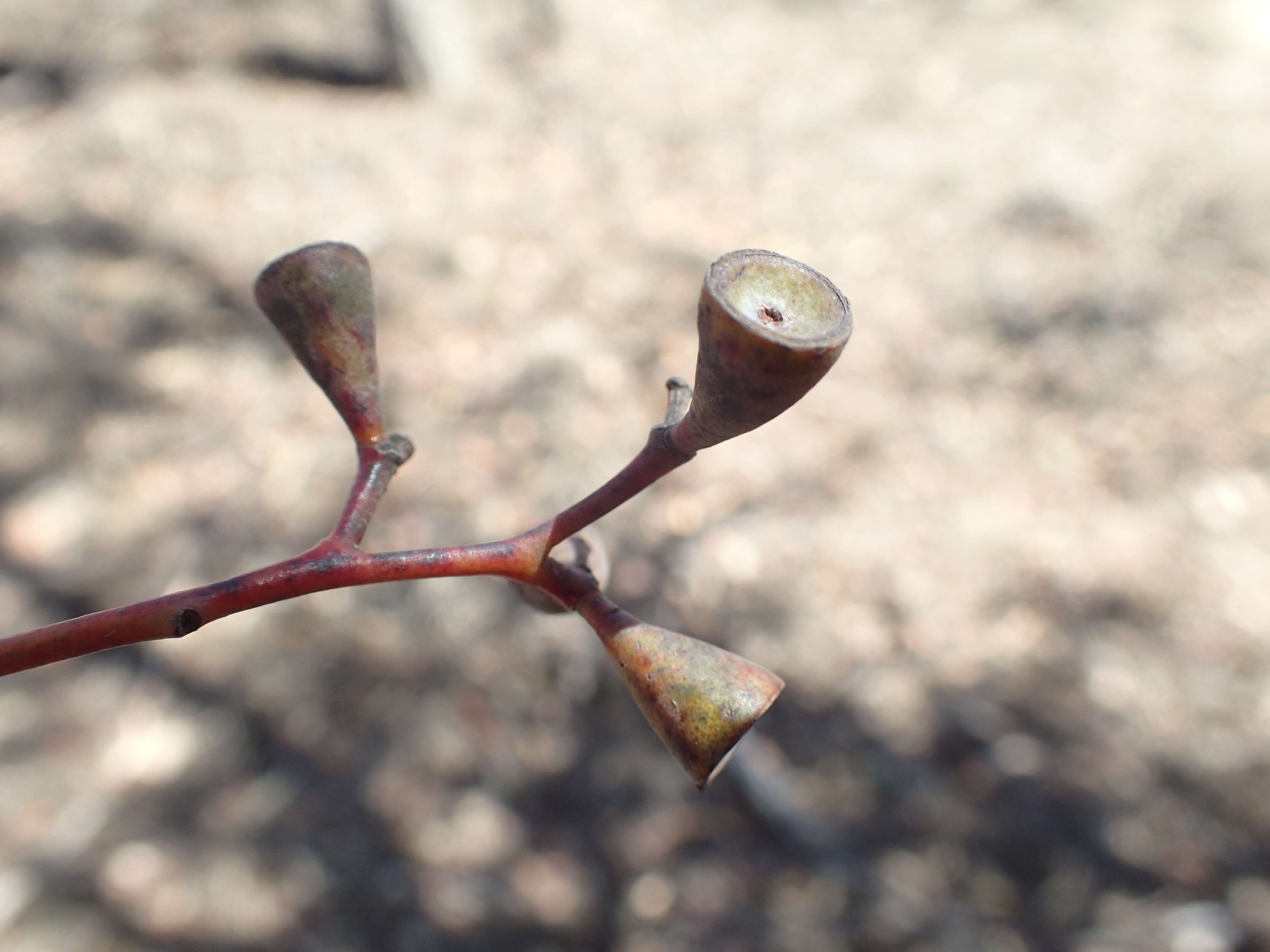 Image of Eucalyptus magnificata L. A. S. Johnson & K. D. Hill