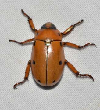 Image of Grapevine Beetle