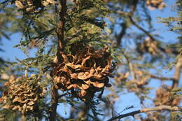 Imagem de Dichrostachys cinerea (L.) Wight & Arn.