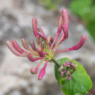 Image of Italian Honeysuckle