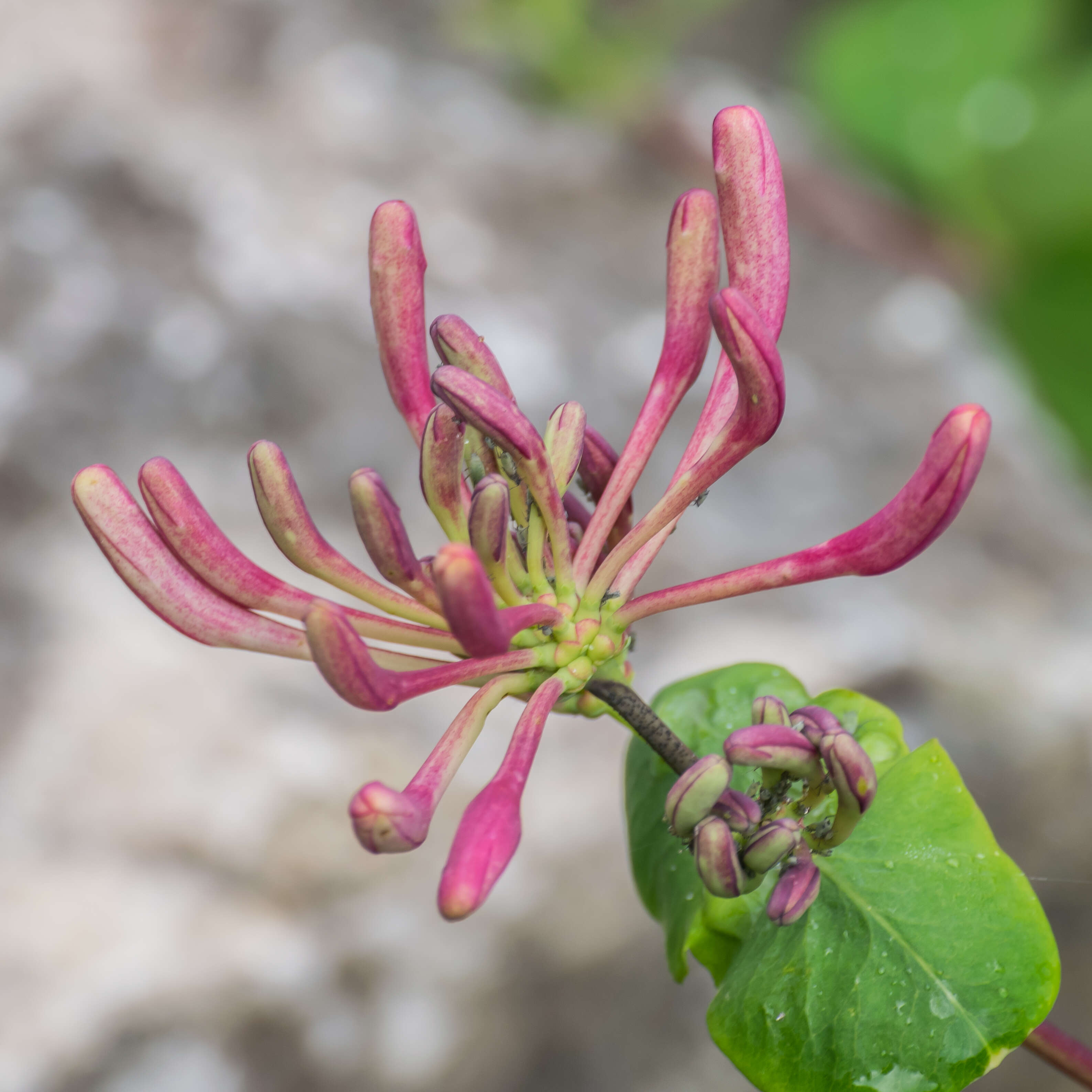 Image of Italian Honeysuckle