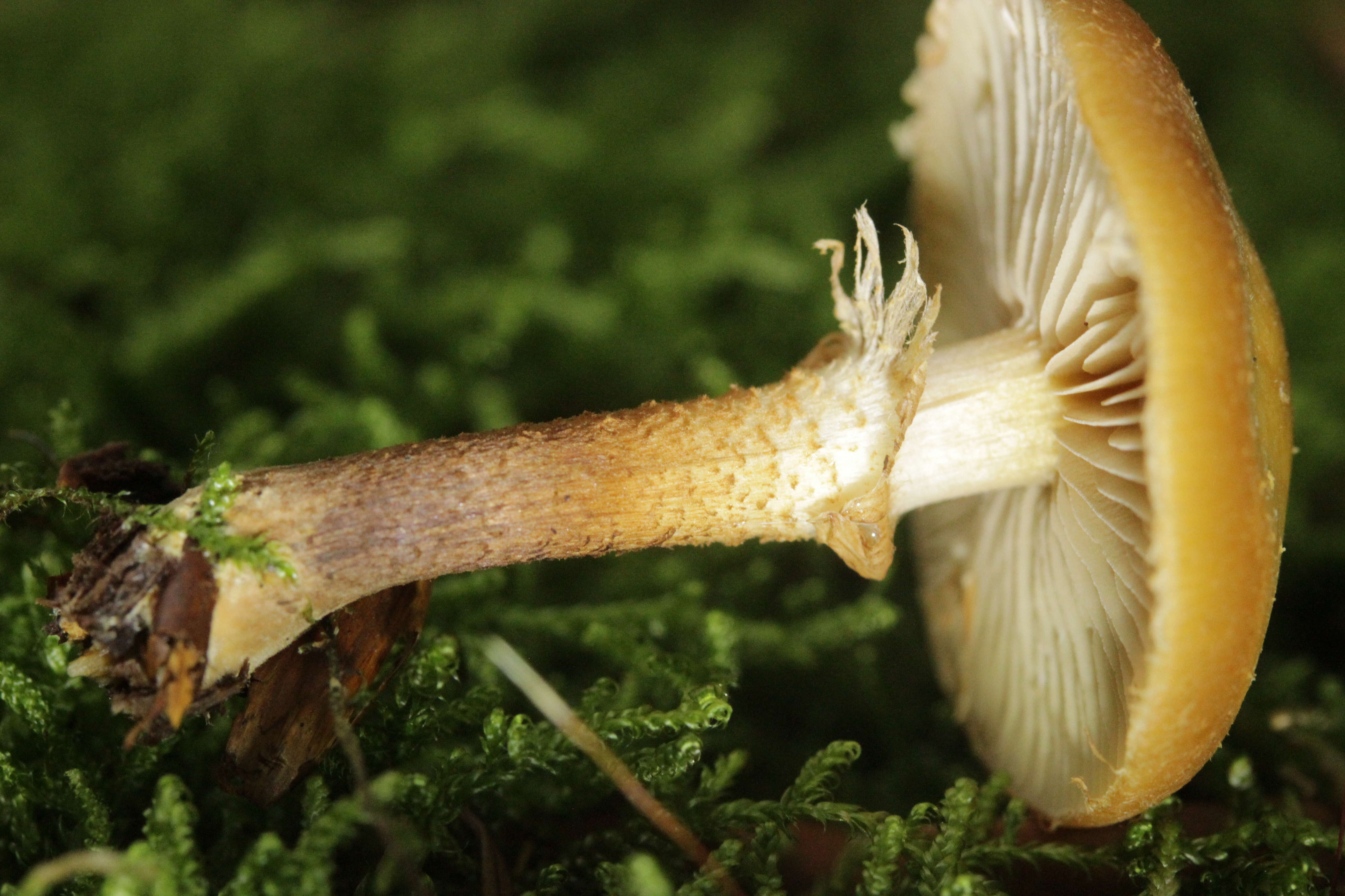 Imagem de Kuehneromyces mutabilis (Schaeff.) Singer & A. H. Sm. 1946