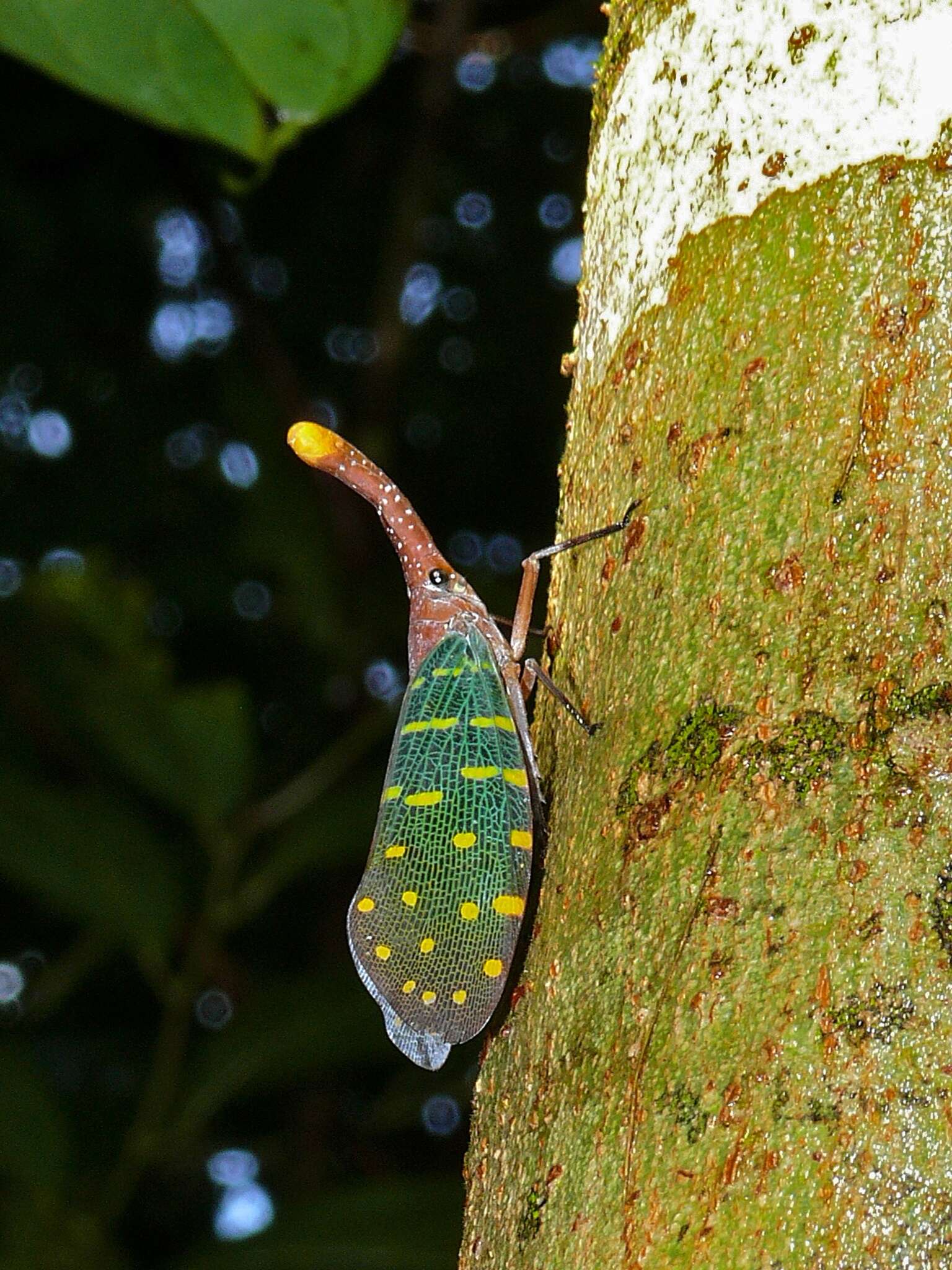 Image of Pyrops intricatus (Walker 1857)