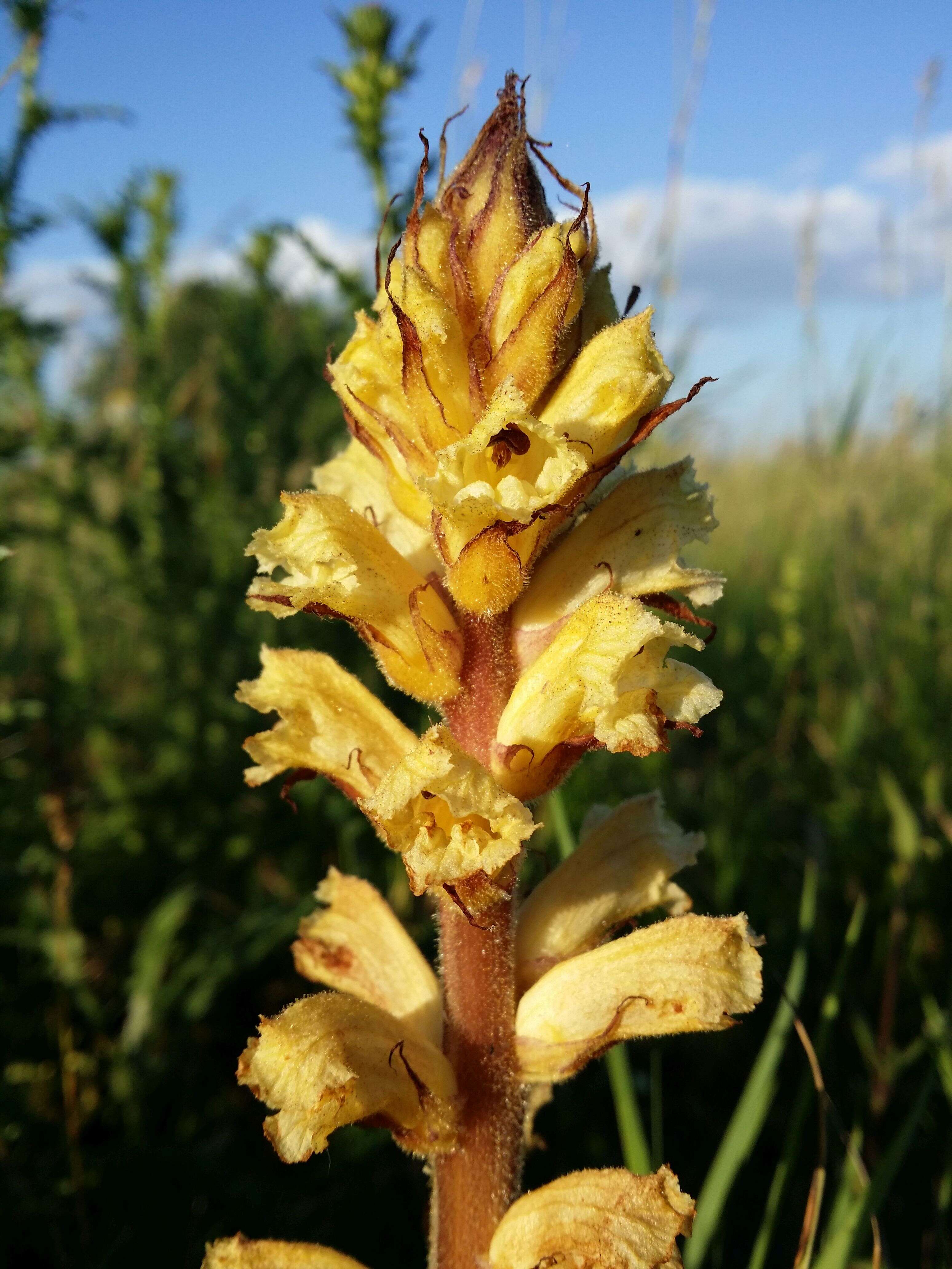 Imagem de Orobanche reticulata Wallr.