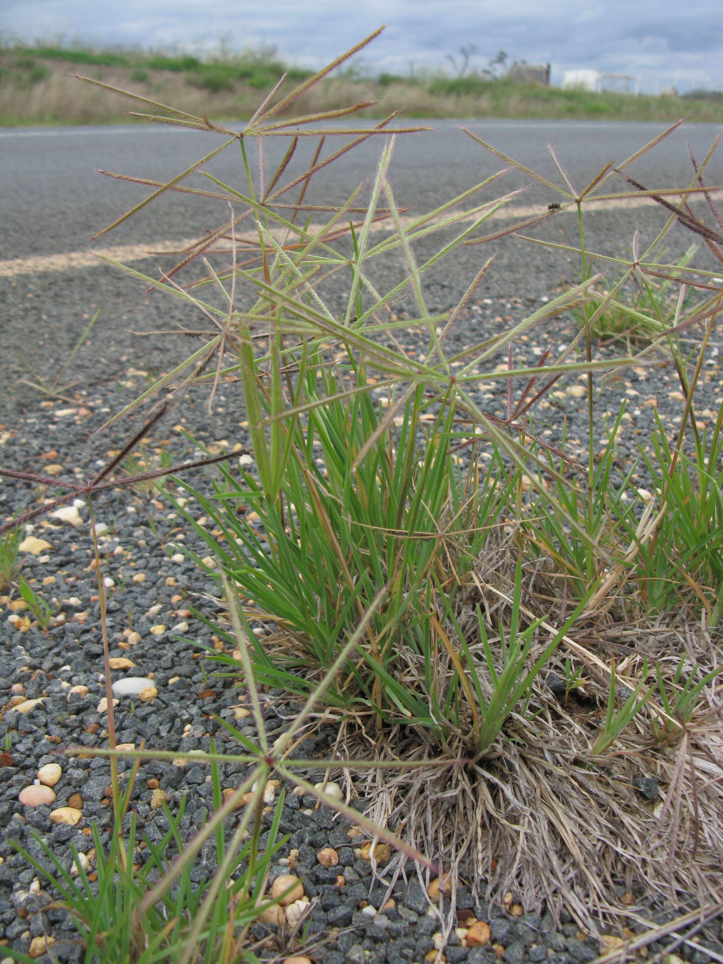 Image of Australian fingergrass