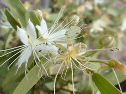 Image de Capparis lasiantha R. Br. ex DC.