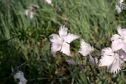 Image of Dianthus anatolicus Boiss.